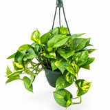 Hawaiian Pothos