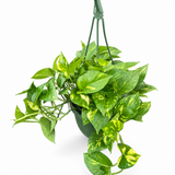 Hawaiian Pothos