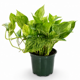 Pothos Churchill