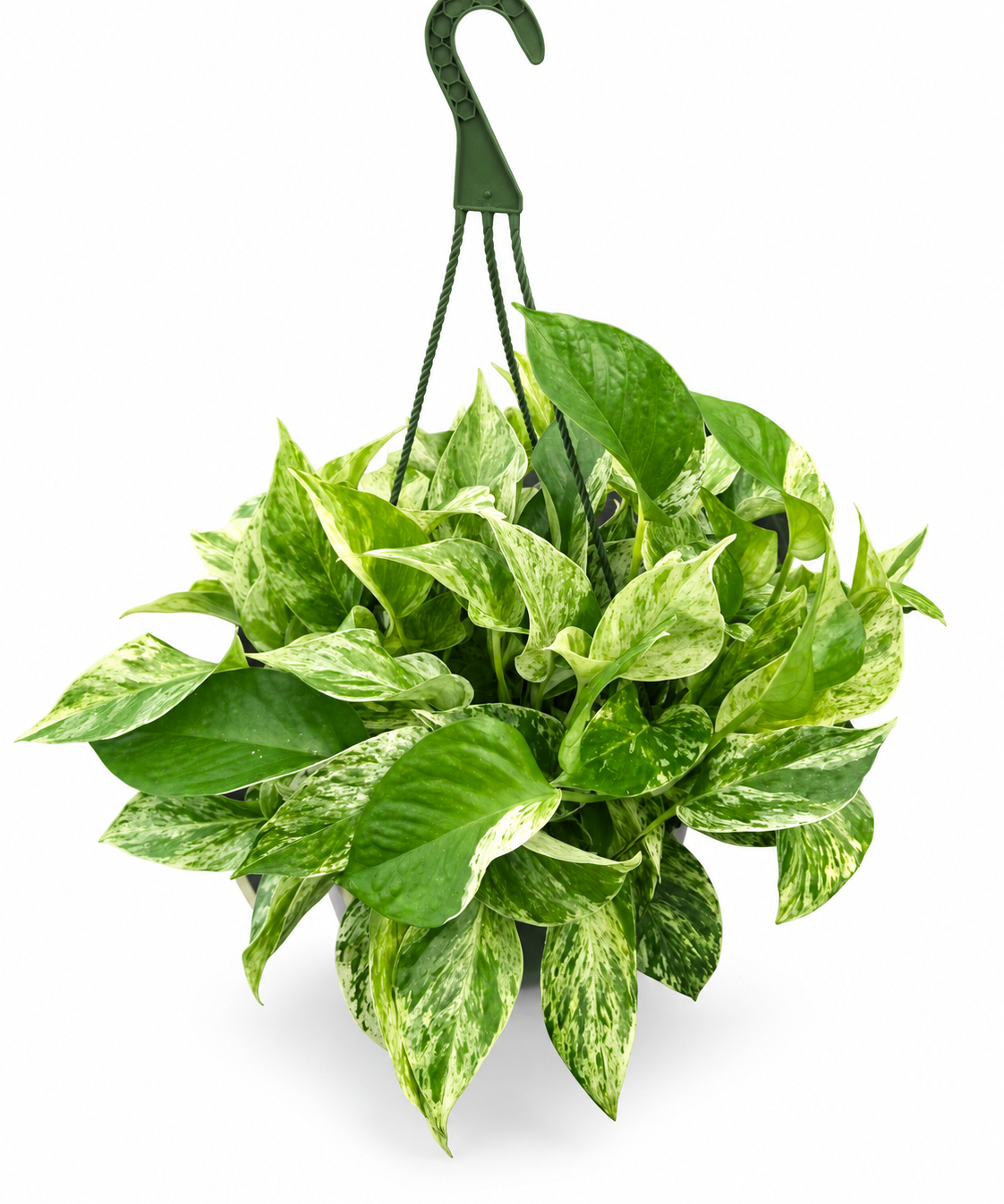 Pothos Marble Queen