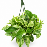 Pothos Marble Queen