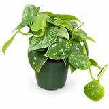 Pothos Silvery Ann