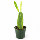 Prickly Pear Cactus Variegated