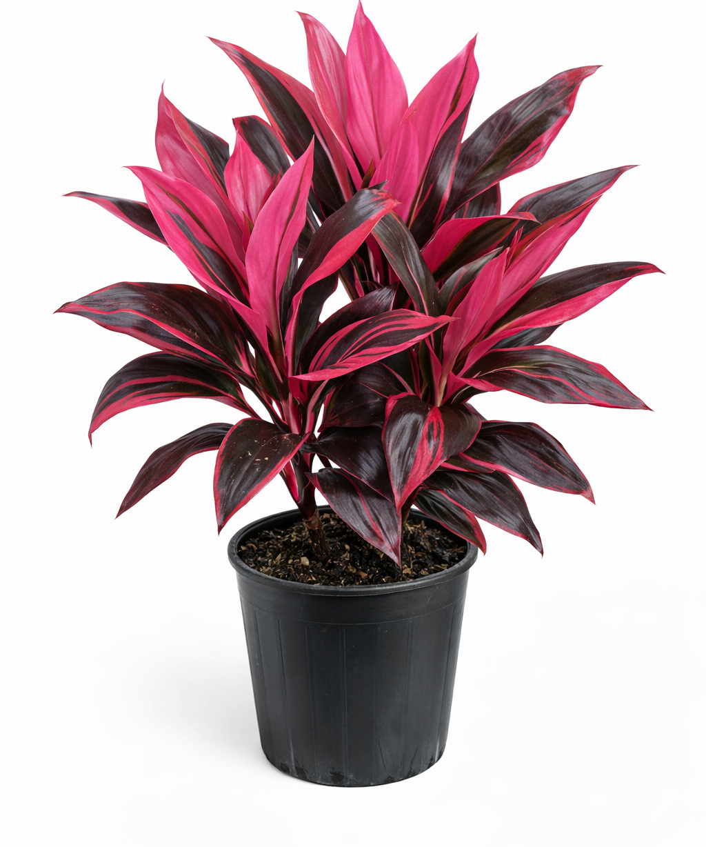 Red Sister Ti plant with long, sword-shaped leaves in vibrant pink and burgundy hues growing from a black plastic pot against a white background.