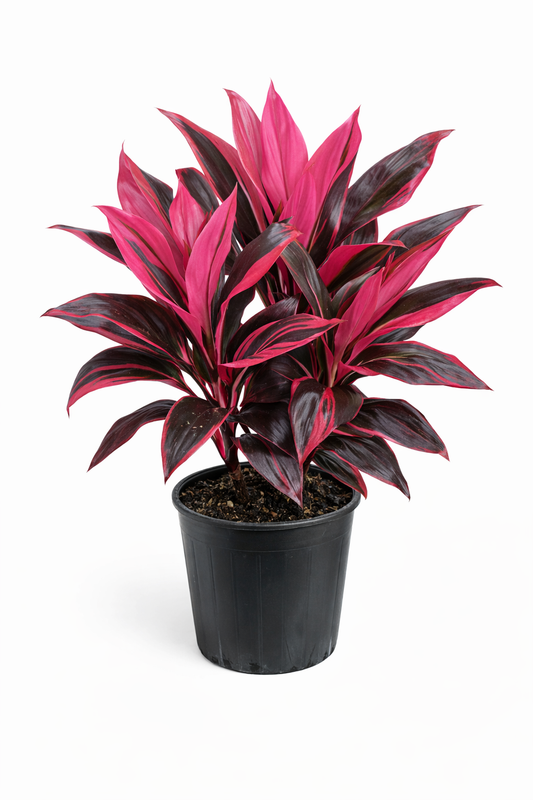 Red Sister Ti plant with long, sword-shaped leaves in vibrant pink and burgundy hues growing from a black plastic pot against a white background.