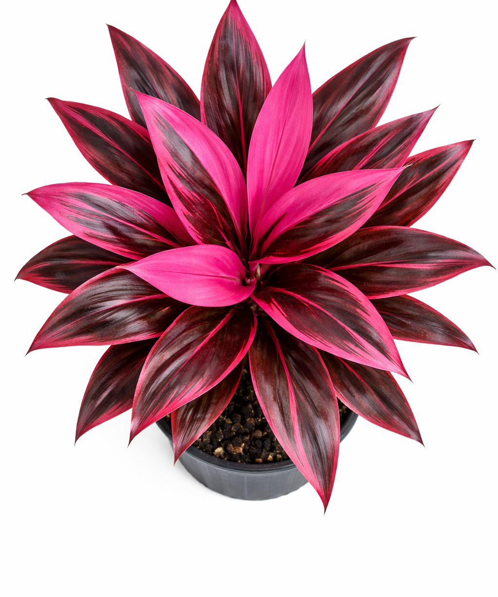 Top view of a Red Sister Ti plant showing a rosette of long, sword-shaped leaves in vibrant pink and burgundy colors with dark margins, growing from a black pot on a white background.