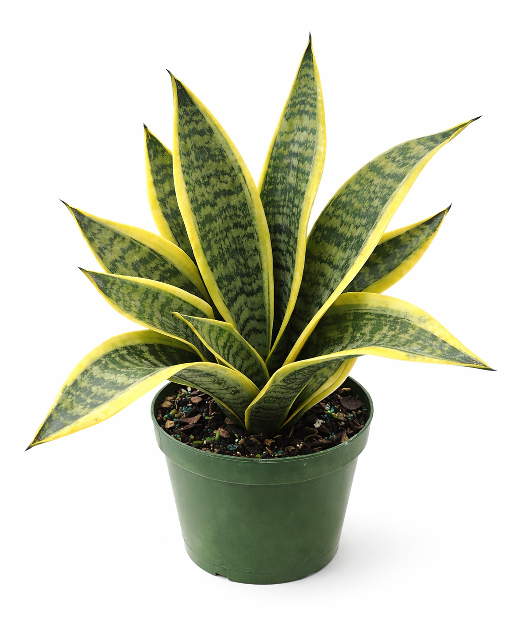 Sansevieria 'Futura Superba' snake plant with broad, sword-shaped green leaves with dark green centers and bright yellow edges in a green plastic pot against a white background.