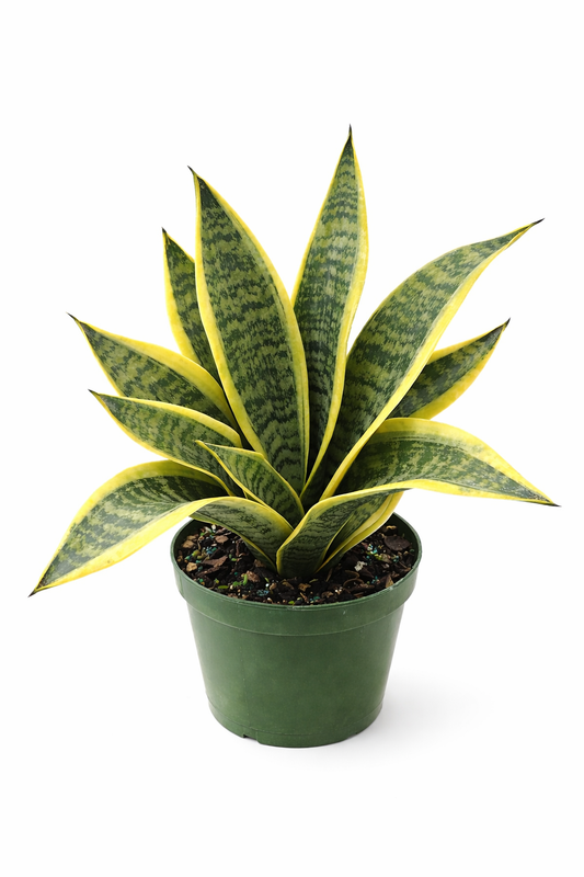 Sansevieria 'Futura Superba' snake plant with broad, sword-shaped green leaves with dark green centers and bright yellow edges in a green plastic pot against a white background.
