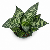 Sansevieria Hahni Green