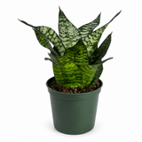 Sansevieria Hahni Green