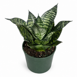 Sansevieria Hahni Green