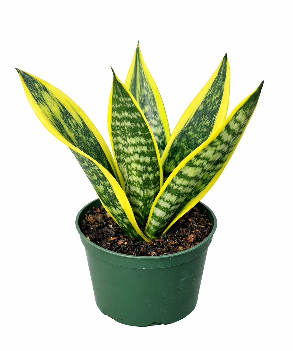 Sansevieria 'La Rubia' snake plant with upright sword-like leaves featuring mottled green centers and bright yellow edges in a green plastic pot against a white background.