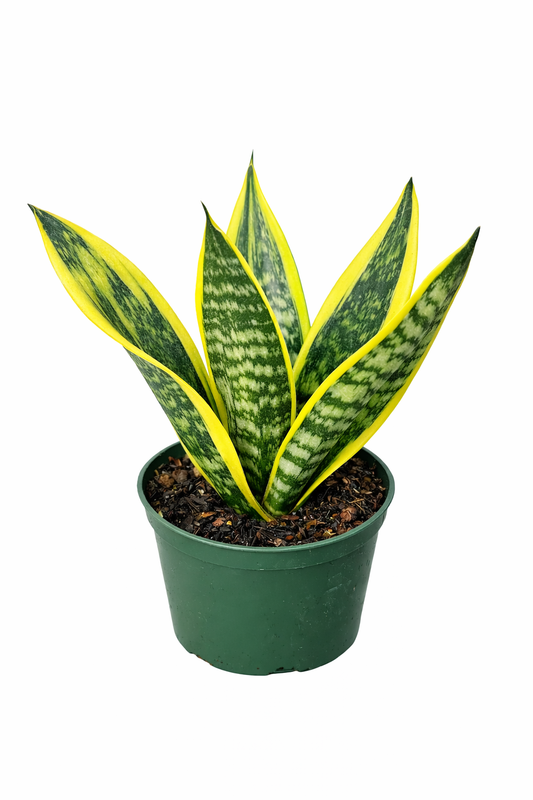Sansevieria 'La Rubia' snake plant with upright sword-like leaves featuring mottled green centers and bright yellow edges in a green plastic pot against a white background.