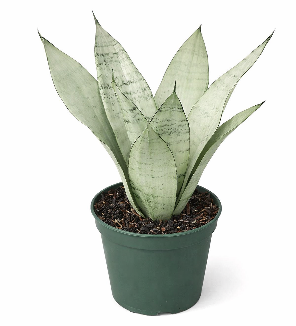 Sansevieria 'Moonshine' snake plant with broad, upright silvery-green succulent leaves in a green plastic pot against a white background.