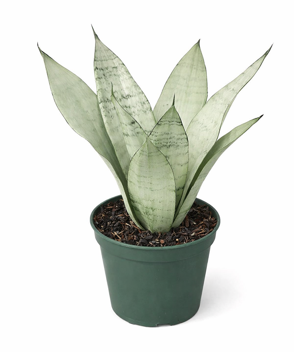 Sansevieria 'Moonshine' snake plant with broad, upright silvery-green succulent leaves in a green plastic pot against a white background.