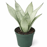 Sansevieria 'Moonshine' snake plant with broad, upright silvery-green succulent leaves in a green plastic pot against a white background.
