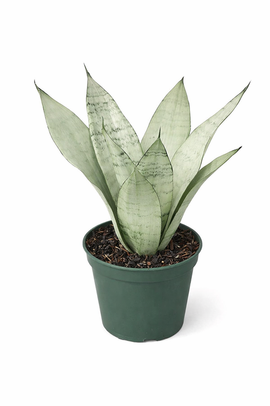 Sansevieria 'Moonshine' snake plant with broad, upright silvery-green succulent leaves in a green plastic pot against a white background.