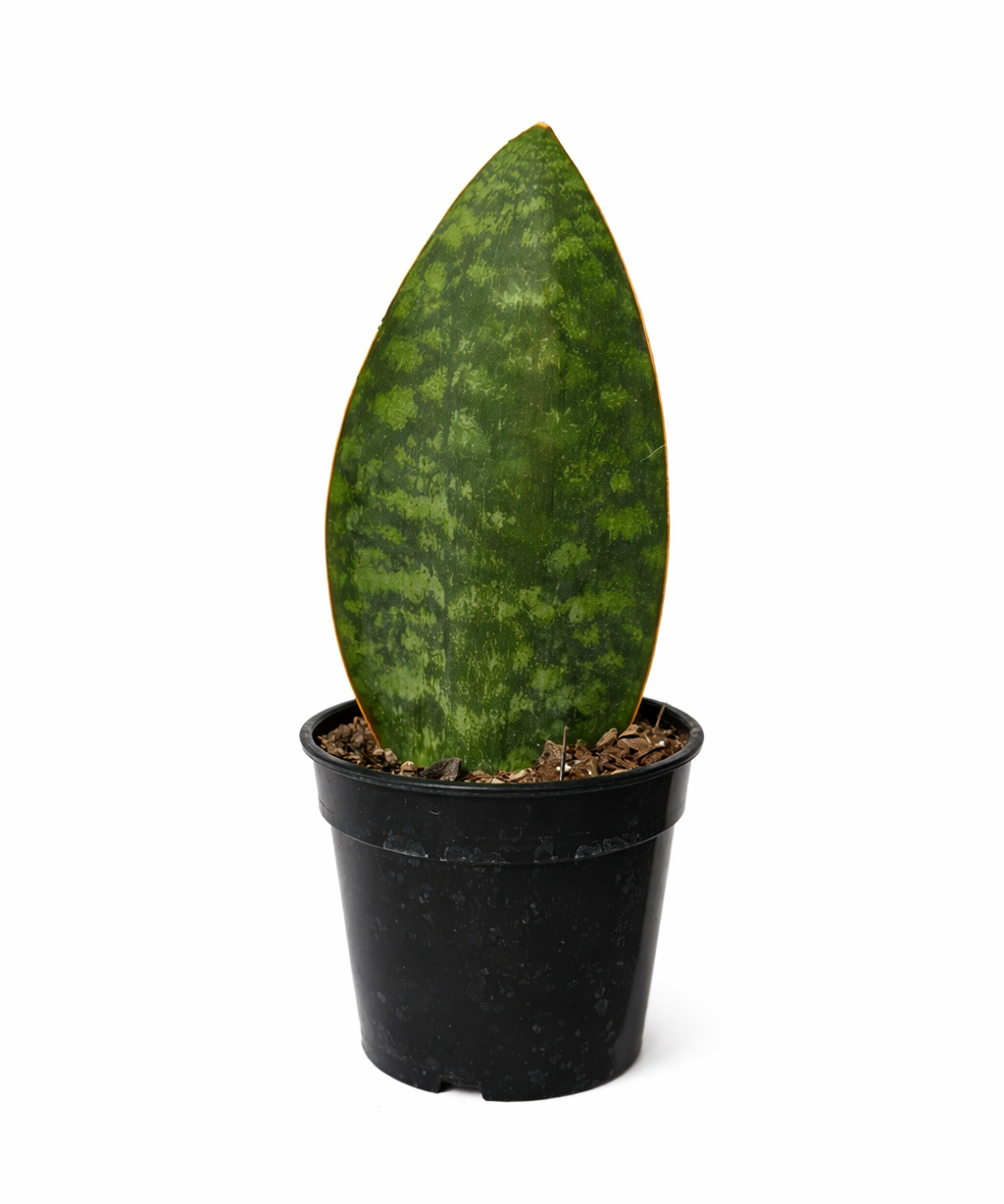 Whale Fin (Sansevieria masoniana) snake plant with a single broad, paddle-shaped green leaf with mottled patterns in a black nursery pot against a white background.