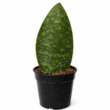 Whale Fin (Sansevieria masoniana) snake plant with a single broad, paddle-shaped green leaf with mottled patterns in a black nursery pot against a white background.