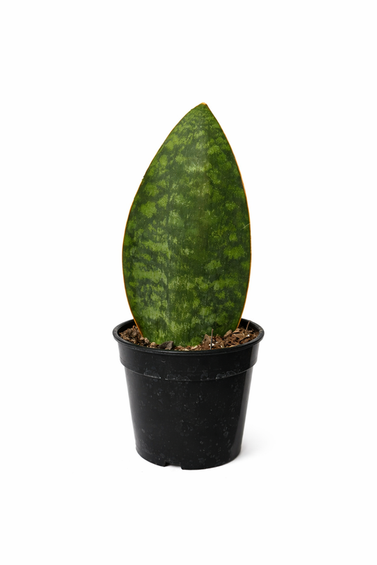 Whale Fin (Sansevieria masoniana) snake plant with a single broad, paddle-shaped green leaf with mottled patterns in a black nursery pot against a white background.