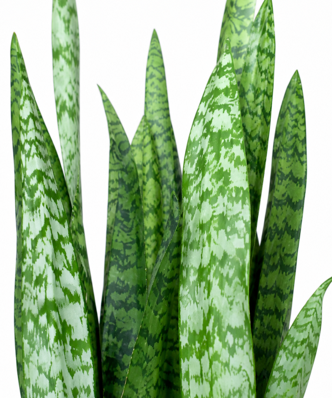 Winter Green Snake Plant