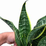 Sansevieria Yellow Edge