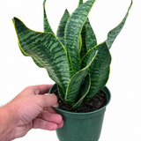 Sansevieria Yellow Edge