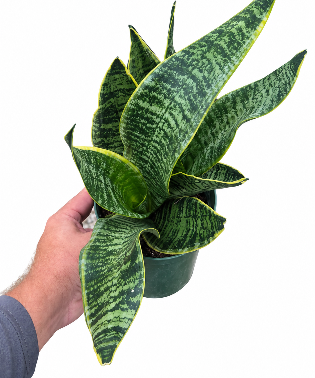Sansevieria Yellow Edge