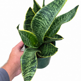 Sansevieria Yellow Edge