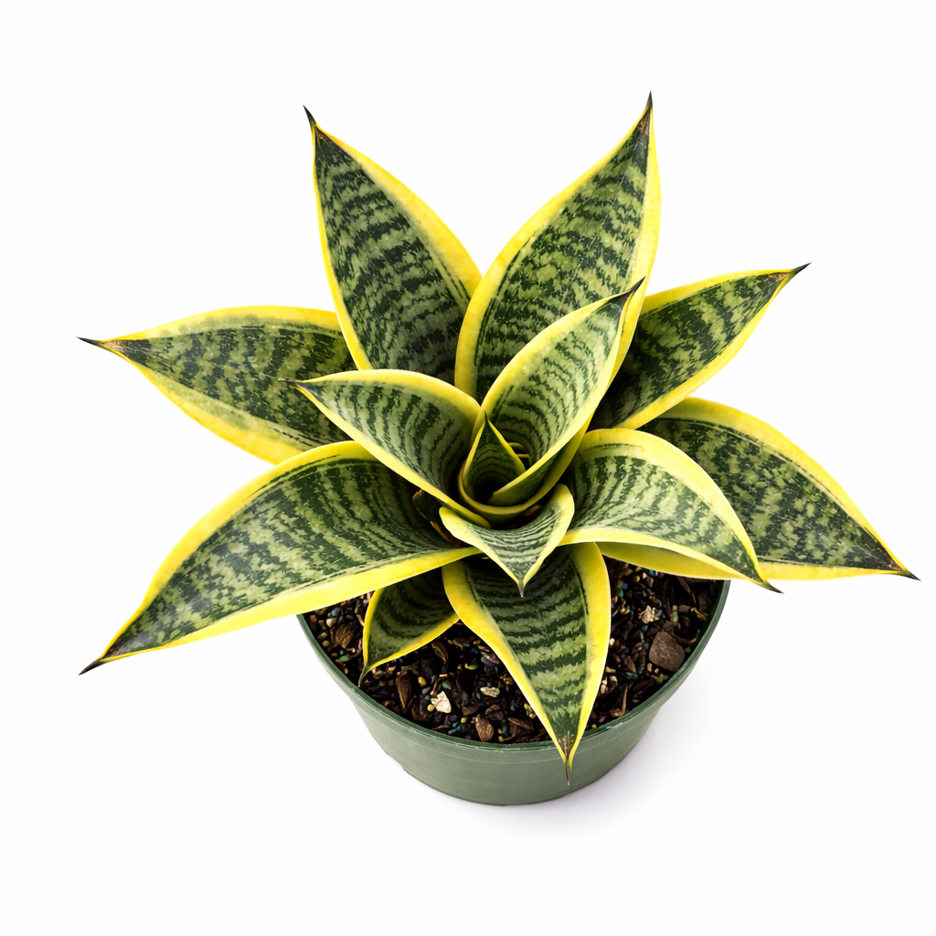 Top view of Sansevieria 'Futura Superba' snake plant showing a rosette of broad, sword-shaped green leaves with darker green centers and bright yellow margins in a green nursery pot against a white background