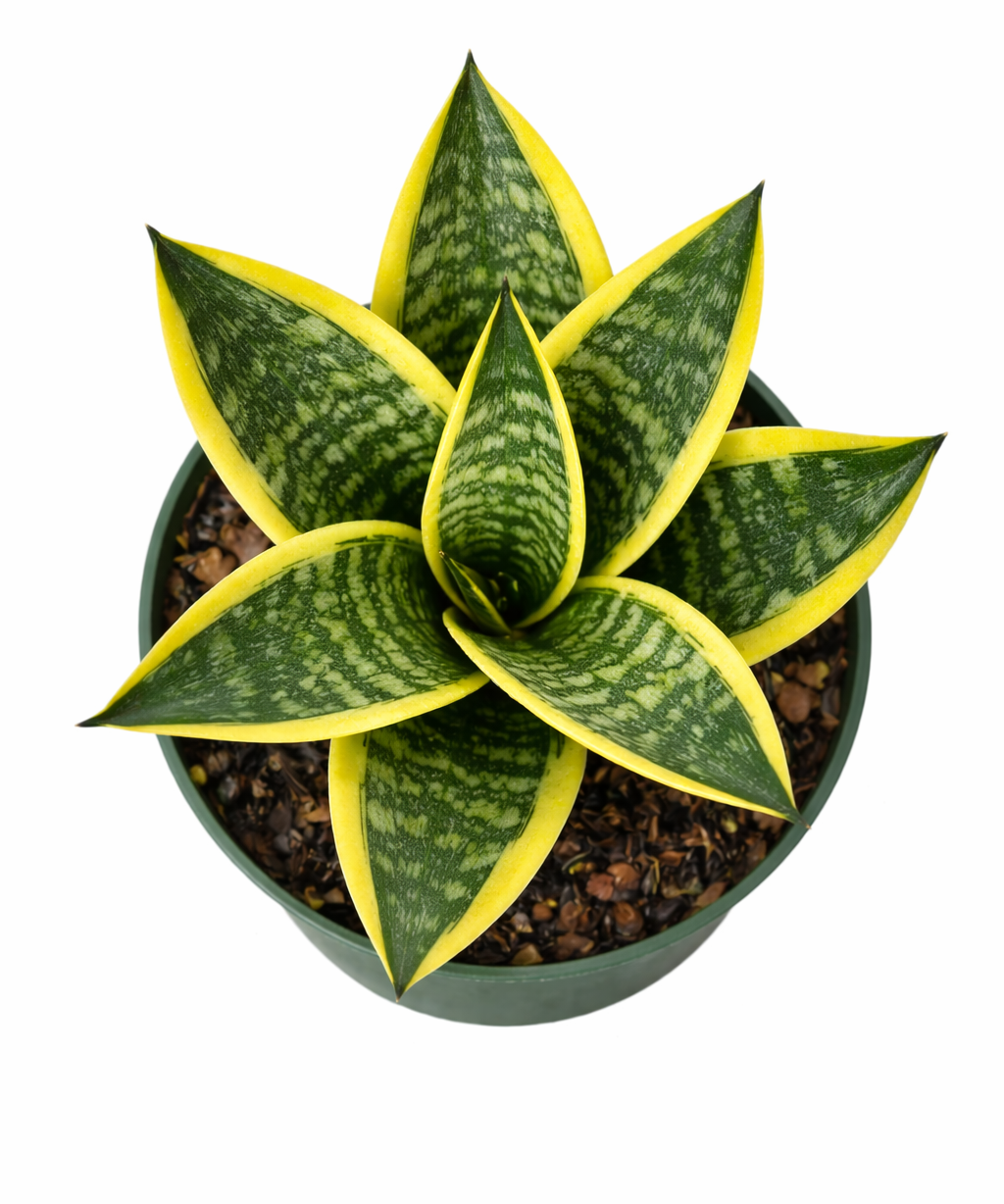 Top view of Sansevieria 'La Rubia' snake plant showing a rosette of sword-like leaves with mottled green centers and bright yellow edges in a pot against a white background.