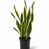 Lauentii Snake Plant