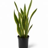 Lauentii Snake Plant