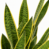 Lauentii Snake Plant