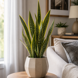 Lauentii Snake Plant