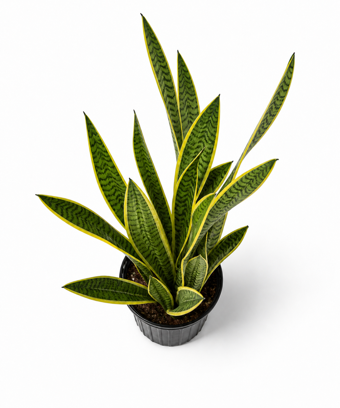 Lauentii Snake Plant