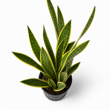 Lauentii Snake Plant