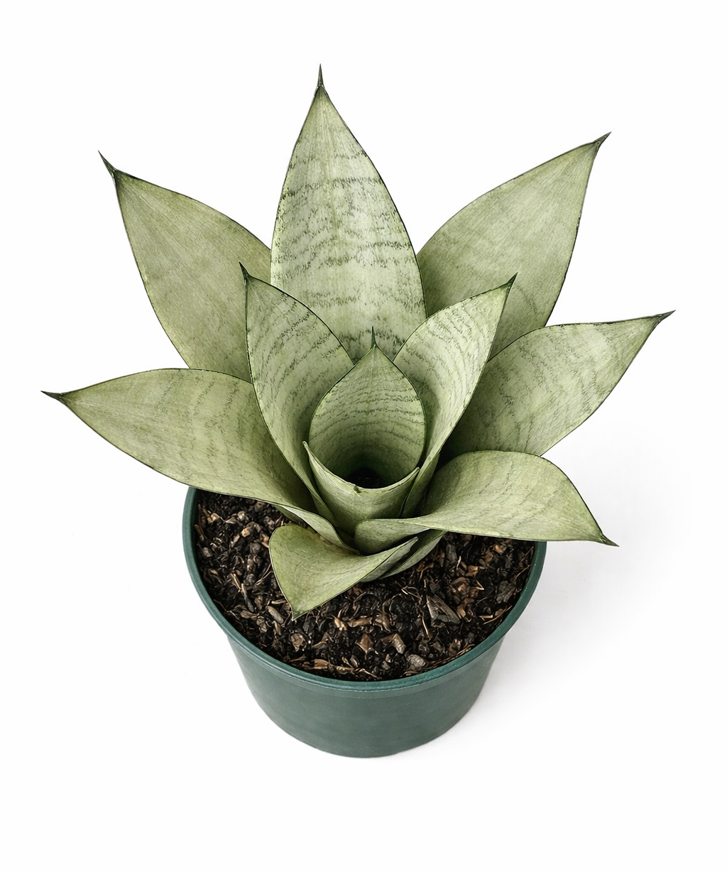 Top view of Sansevieria 'Moonshine' snake plant showing a rosette of broad, silvery-green succulent leaves in a green plastic pot against a white background.