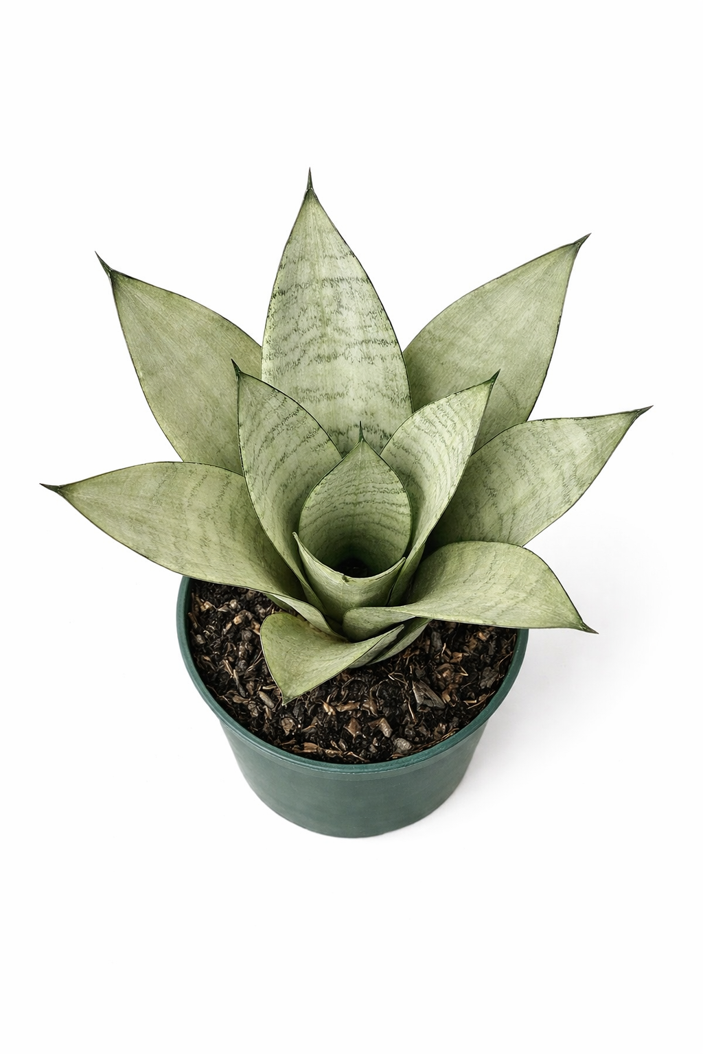 moonshine snake plant height Sansevieria Moonshine – Blackwater Plants