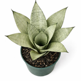 Top view of Sansevieria 'Moonshine' snake plant showing a rosette of broad, silvery-green succulent leaves in a green plastic pot against a white background.
