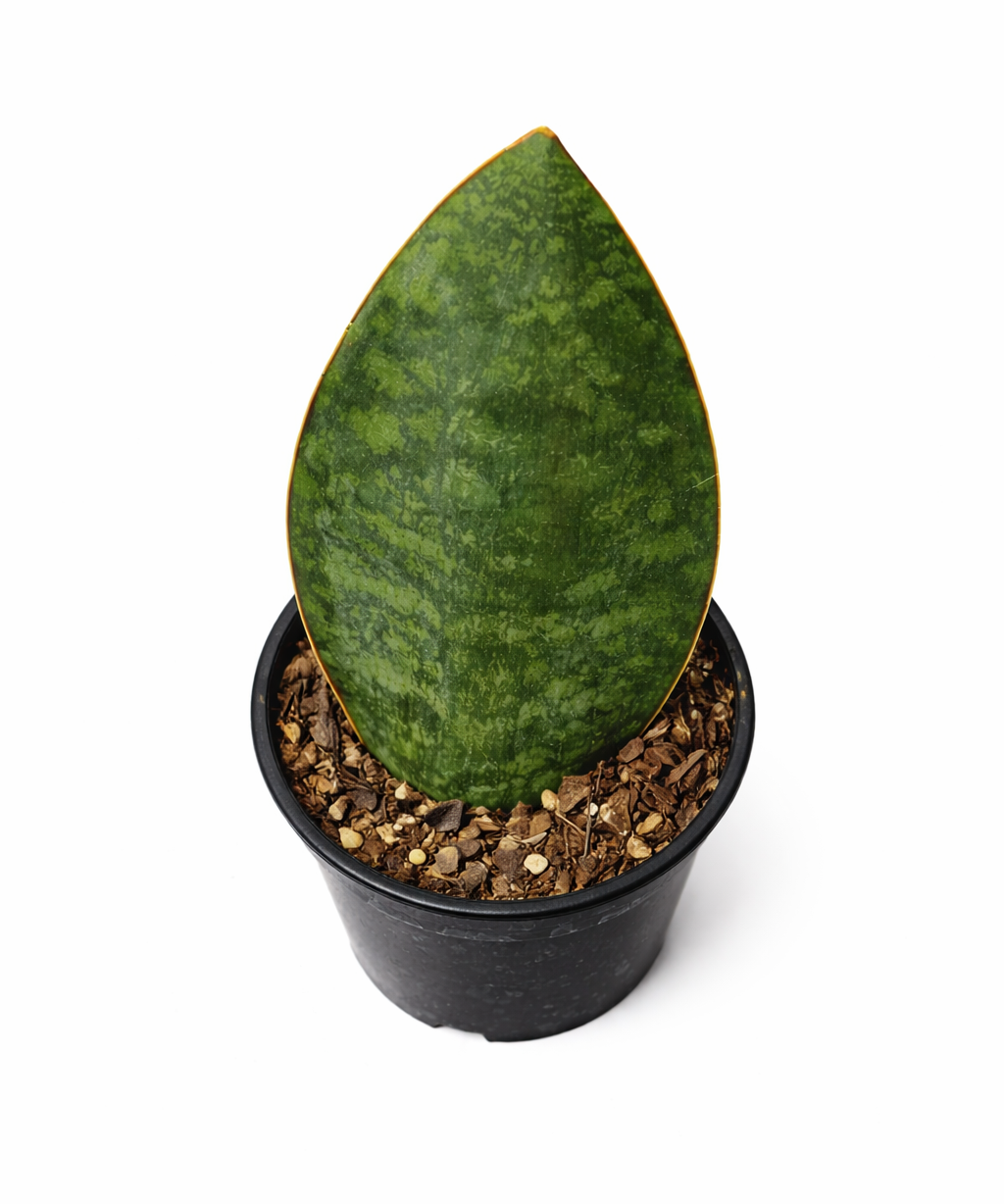 Top view of a Whale Fin (Sansevieria masoniana) snake plant with a single broad, paddle-shaped green leaf with mottled patterns in a black pot on a white background.