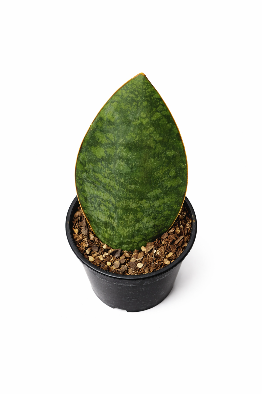Top view of a Whale Fin (Sansevieria masoniana) snake plant with a single broad, paddle-shaped green leaf with mottled patterns in a black pot on a white background.