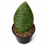 Top view of a Whale Fin (Sansevieria masoniana) snake plant with a single broad, paddle-shaped green leaf with mottled patterns in a black pot on a white background.