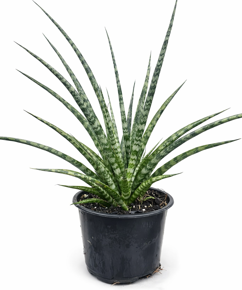 Sansevieria 'Fernwood' snake plant with slender dark green cylindrical leaves with light green bands arching outwards from a black nursery pot on a white background.