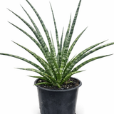 Sansevieria 'Fernwood' snake plant with slender dark green cylindrical leaves with light green bands arching outwards from a black nursery pot on a white background.