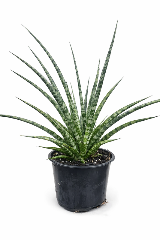 Sansevieria 'Fernwood' snake plant with slender dark green cylindrical leaves with light green bands arching outwards from a black nursery pot on a white background.