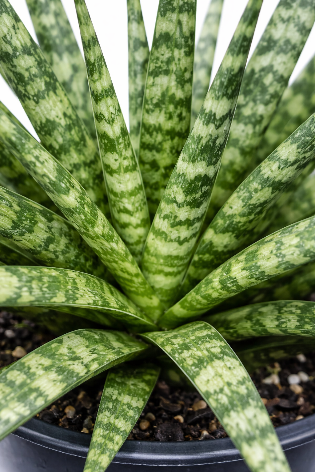 Close-up of Sansevieria 'Fernwood' snake plant showing slender dark green leaves with light green horizontal bands radiating from the center of a potted plant.