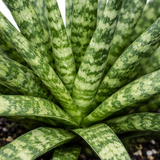 Close-up of Sansevieria 'Fernwood' snake plant showing slender dark green leaves with light green horizontal bands radiating from the center of a potted plant.