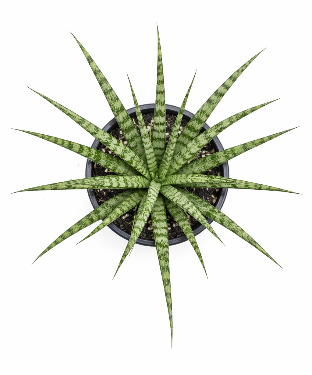 Top view of Sansevieria 'Fernwood' snake plant in a pot, showing slender green cylindrical leaves with light green bands radiating outward on a white background.
