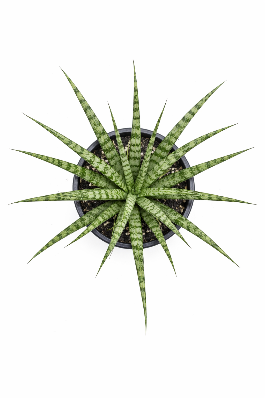 Top view of Sansevieria 'Fernwood' snake plant in a pot, showing slender green cylindrical leaves with light green bands radiating outward on a white background.